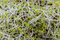 A full frame photograph of alfalfa and broccoli sprouts Royalty Free Stock Photo