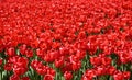 Full frame picture with red tulips Royalty Free Stock Photo