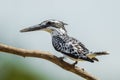 Full frame of Pied Kingfisher Royalty Free Stock Photo