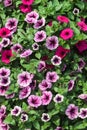 Full frame of pink blooming petunias and pelargoniums Royalty Free Stock Photo