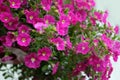 Full frame of pink petunia flowers. lilac petunia in pot Royalty Free Stock Photo