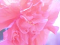 Full frame pink shoe flower or Chinese Rose Royalty Free Stock Photo