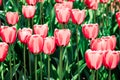 Full frame pink tulips spring background Royalty Free Stock Photo