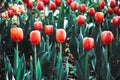 Full frame pink tulips spring background i Royalty Free Stock Photo