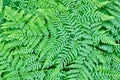 Forest wild fern, plant texture in full frame. Royalty Free Stock Photo