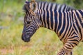 Full frame portrait of a cute Burchell`s Zebra in a game reserve grazing on green savannah under blue sky on a hot summer day