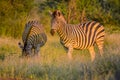 Full frame portrait of a cute Burchell`s Zebra in a game reserve grazing on green savannah under blue sky on a hot summer day