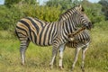 Full frame portrait of a cute Burchell`s Zebra in a game reserve grazing on green savannah under blue sky on a hot summer day