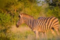 Full frame portrait of a cute Burchell`s Zebra in a game reserve grazing on green savannah under blue sky on a hot summer day