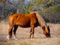 Assateague Wild Pony Grazing, Full Frame, Assateague Island National Seashore Royalty Free Stock Photo