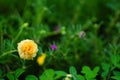 Portulaca flower, natural background. Orange flower in the garden. Royalty Free Stock Photo