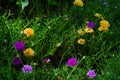 Portulaca flower, natural background. Orange flower in the garden. Royalty Free Stock Photo