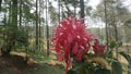 Red flowers forest background 0931 Royalty Free Stock Photo