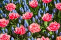 Full frame of red, pink rose tulips mixed with light blue bellevalias Royalty Free Stock Photo