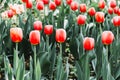 Full frame red tulips spring background Royalty Free Stock Photo
