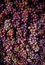 Full frame red wines grapes, Moravia, Czech republic. Royalty Free Stock Photo