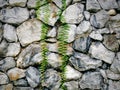 Full Frame Rock Wall with Green Climbing Ivy Royalty Free Stock Photo