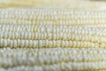 Full frame and selective focus photo of fresh, organic corn Royalty Free Stock Photo