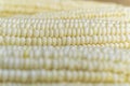 Full frame and selective focus photo of fresh, organic corn Royalty Free Stock Photo