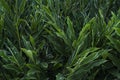 full frame shoot of shell ginger plant texture and pattern