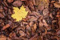 Full frame shot of brown autumn leaves and on yellow maple leaf Royalty Free Stock Photo