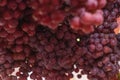 Full frame shot of a bunch of fresh red grapes Royalty Free Stock Photo