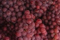 Full frame shot of a bunch of fresh red grapes Royalty Free Stock Photo