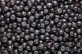 Full frame shot of chokeberries. Freshly picked homegrown aronia