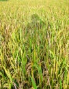 full frame shot of corn field Royalty Free Stock Photo