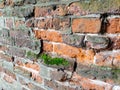 Full frame old red brick wall with moss Royalty Free Stock Photo
