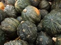 delicious sweet ripe dark green pumpkins or squash. Eaten in puree, soups or pies. Good background Royalty Free Stock Photo