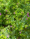 A full-frame shot of dense False Heather (Cuphea hyssopifolia) with tiny purple flowers Royalty Free Stock Photo