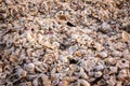 Full frame shot of different kinds of shells on a beach in Florida Royalty Free Stock Photo