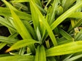 Full frame shot of fresh green plants