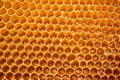 full frame shot of a giant dense honeycomb