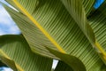 full frame shot of green Banana tree leaves - tropical banana leaf texture, large palm foliage nature dark green background Royalty Free Stock Photo