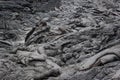 Full frame shot of the lava structures in the Volcanic National Park Hawaii Royalty Free Stock Photo