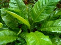 Full frame shot of ornamental plants after the rain