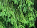 Full Frame Shot Of Pine Tree. Pine tree branches, coniferous resinous tree. Norway spruce Abies abies