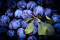 Full frame shot of the plums with few leaves on top. Plums