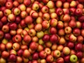 Full frame shot of red apples. Fresh red apples from the market Royalty Free Stock Photo