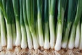 Full Frame Shot Of Spring Onions