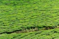 Full frame shot of tea plantation near Munnar in Kerala, South India on sunny day