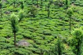 Full frame shot of tea plantation with rocks and trees near Munnar in Kerala, South India on sunny day