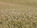 Full frame shot of a triticale Royalty Free Stock Photo