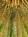 underside of palm tree with long leaves Royalty Free Stock Photo