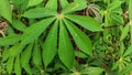 Full frame shot of wet plant leaves, cassava leaves in the garden