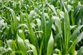 Full frame shot of wild corn leaves on the field Royalty Free Stock Photo