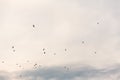 Full frame silhouette of lots of birds in the orange clear sky. Dark blue cloud is on the bottom of the frame