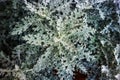 Full frame of silverdust plant.Dusty miller plant background. Cineraria. Silver cineraria maritime.Silver dust in the garden. Royalty Free Stock Photo